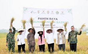Panen Raya Lumbung Pangan Baznas Pesawaran Dorong Zakat Produktif dan Kemandirian Petani